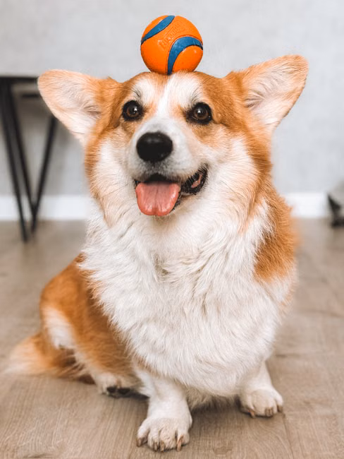 Frisbee para Cães