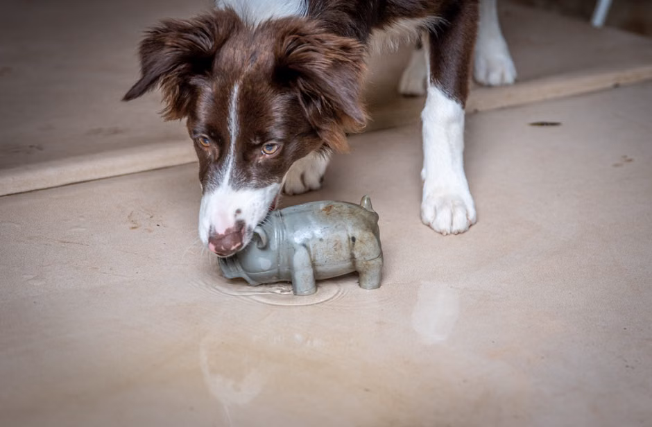 Bola Cravinho